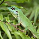 Green crested lizard