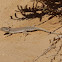 Small-spotted Lizard
