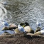 One kind of seagull 