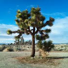 Joshua Tree 