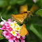Fiery Skipper