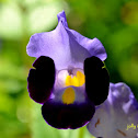 Wishbone Flower