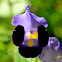 Wishbone Flower