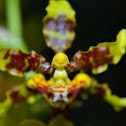 Dama Danzante de Wydler