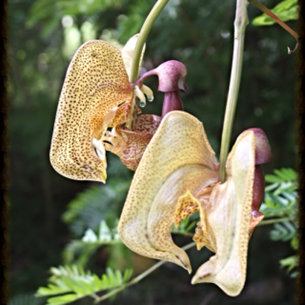 Bucket orchid Project Noah