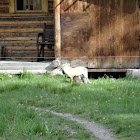 Red Fox