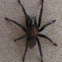 Tarantula