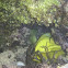 Green Moray Eel