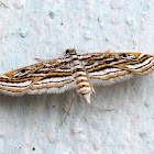 Mangrove China-mark Moth
