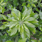 Wax Myrtle