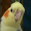 Cockatiel