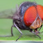 Oriental Latrine Fly