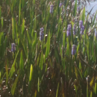 Pickerelweed