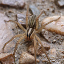 Grass spider