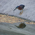 Green Heron