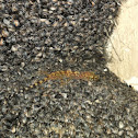 Mediterranean House Gecko