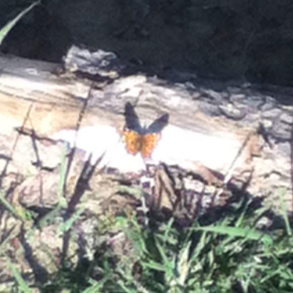 Spotting Image 1