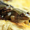 Leopard Frogs