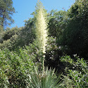 Yucca
