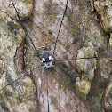Daddy Long Legged spider