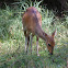 Bushbuck Imbabala