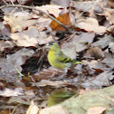 Sijs (Eurasian Siskin)