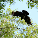 Crow