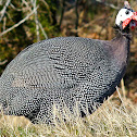 Guinea Fowl (domestic)