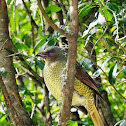 Satin Bowerbird(Female)
