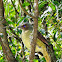 Satin Bowerbird(Female)