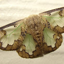 Lymantriid Moth or Tussock Moth