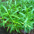 Herbs & Spices – Source Plants