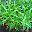 Mexican tarragon