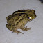 Gulf Coast Toad