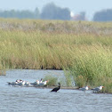 Common Terns