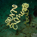 Giant Black Coral Whip