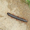  Millipede