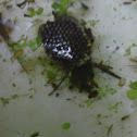 Giant Water Bug