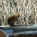 Caucasian Squirrel