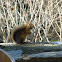 Caucasian Squirrel