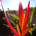 Helicônia papagaio (Heliconia parrot)