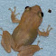 Eleutherodactylus coqui
