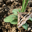 moth