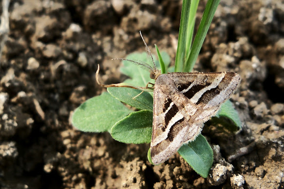 Spotting Image 1