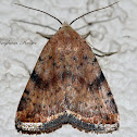Triplex Cutworm Moth