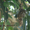 Nest
