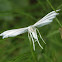 White plume moth