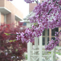 Eastern Redbud