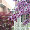 Eastern Redbud