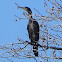 Great Cormorant